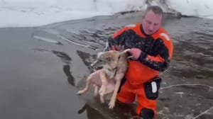 Новости - В Павловском Посаде спасли провалившегося под лед пса