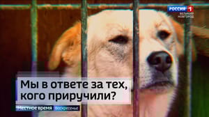 Местное Время. Воскресенье. Великий Новгород Эфир от 14.04.2024