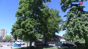 ВестиТамбов В регионе установилась жаркая погода