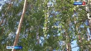 ВестиТамбов Жара в Тамбовской области постепенно отступает