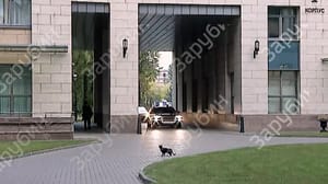 Новости Кошка передумала перебегать дорогу автомобилю Путина