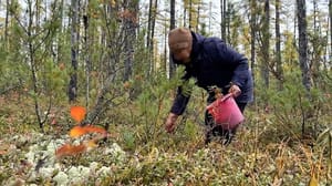 Вести – Амурская область За брусникой в тайгу: как на севере Приамурья собирают полезную ягоду
