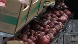 Вести. Ингушетия Сотрудники Россельхознадзора проверяют качество продукции агропредприятий