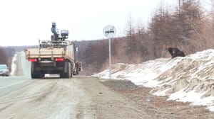 Fahren. Magadan Veränderungen in Bear Behavior in Magadan Region