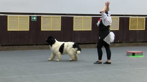 Conduz. Os cães estão dançando: competições em freestyle citológico foram realizadas em Chelyabinsk