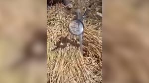 Видео из Сети На полях в Ростовской области нашли линзы для поджога пшеницы