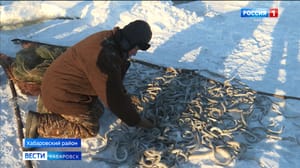 Вести. Хабаровск - Рекордный ход миноги зафиксировали в Хабаровском крае
