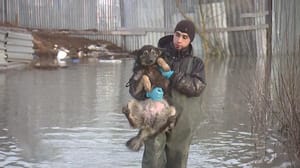 Вести-Москва Половодье превратило подмосковный приют в собачий остров