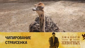 Диалоги о животных Ташкентский зоопарк Серия 9