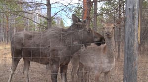 Вести – Амурская область - Изюбриха Маня из центра охраны природы "Зейский" в очередной раз станет мамой