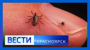 Вести. Красноярск Эфир от 11.05.23