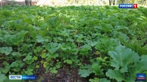 Вести. Иваново В правительстве Ивановской области обсудили планы по уничтожению борщевика