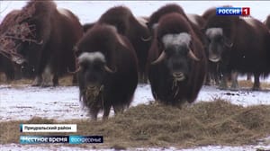 Местное время. Ямал. Воскресенье - Эфир от 04.02.2024