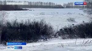 ВестиТамбов В Сосновском округе замечена стая молодых косуль