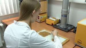 Вести Ульяновск На ульяновское зерно вырос спрос