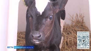 Вести. Вологодская область Новые рекорды ставят производители молока в Вологодской области