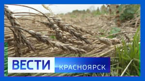 Вести. Красноярск Эфир от 18.09.2024