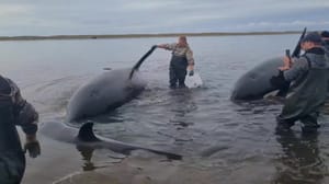 Новости Спасатели и волонтеры помогают косаткам, застрявшим на мелководье на Камчатке