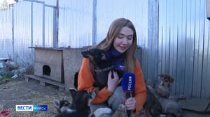 Вести-Курск Волонтеры курского приюта «Право жить» вывезли из опасных районов более полусотни животных