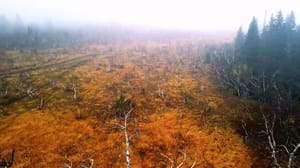 Вести. Южный Урал Эфир от 04.11.2024 (14:30)
