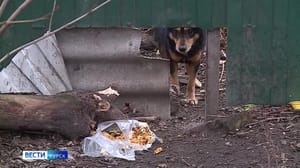 Вести-Курск Бродячие собаки остаются проблемой Курска