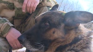 Primorye - O cão Primorsky impediu um ataque terrorista na zona do SVO
