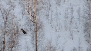 Сдача экзамена станет обязательной для получения охотничьего билета в Тюменской области