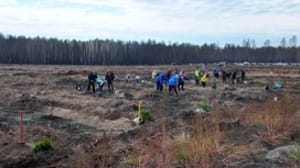 Лесные ресурсы Тюменской области восстановлены на площади свыше двух тысяч гектаров